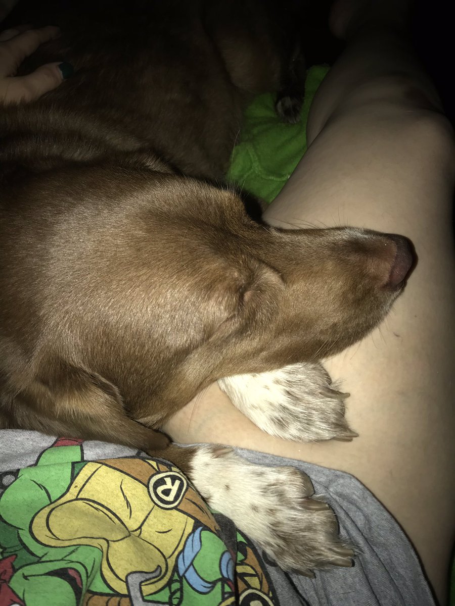 Permastona's tweet photo. My baby boy cujo. Forever my best friend, partner in crime, stream cohost, and cuddle companion. Imma take this good ole boy on an extra long walk tomorrow. #dogsoftwitch #dogstreamer https://t.co/6W7nNjDEKn
