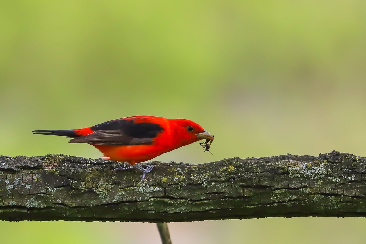 Scarlet Tanager with catch - he repeatedly smashed the wasp against the branch to get rid of it’s sting before swallowing it. At least 6 (probably more) of these fabulous birds this evening at Morningside Park around 118St!
#morningsidepark #birdcp #birdmigration