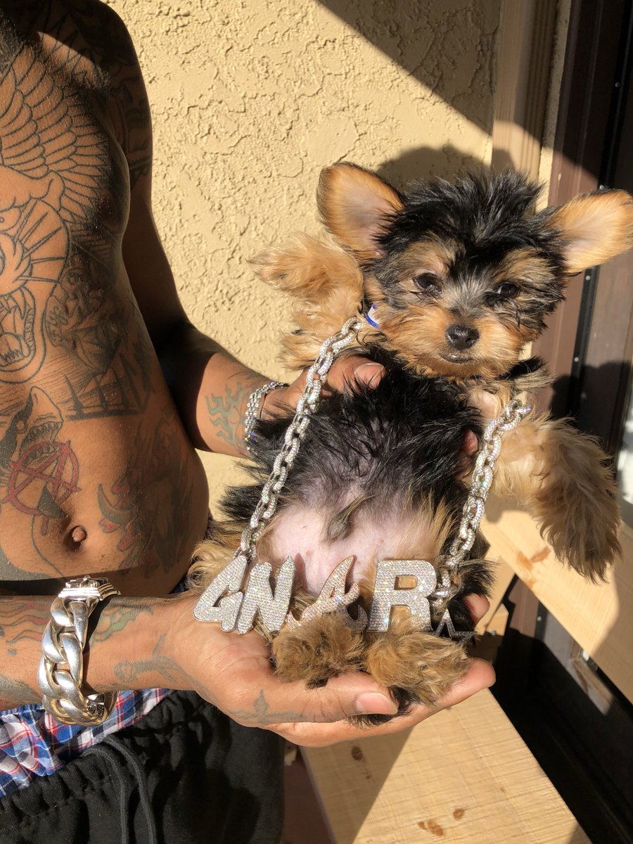 lilgnar's tweet photo. everybody !  — say hi 2 my new baby boy 🐶💚 https://t.co/St4ac7SHLS