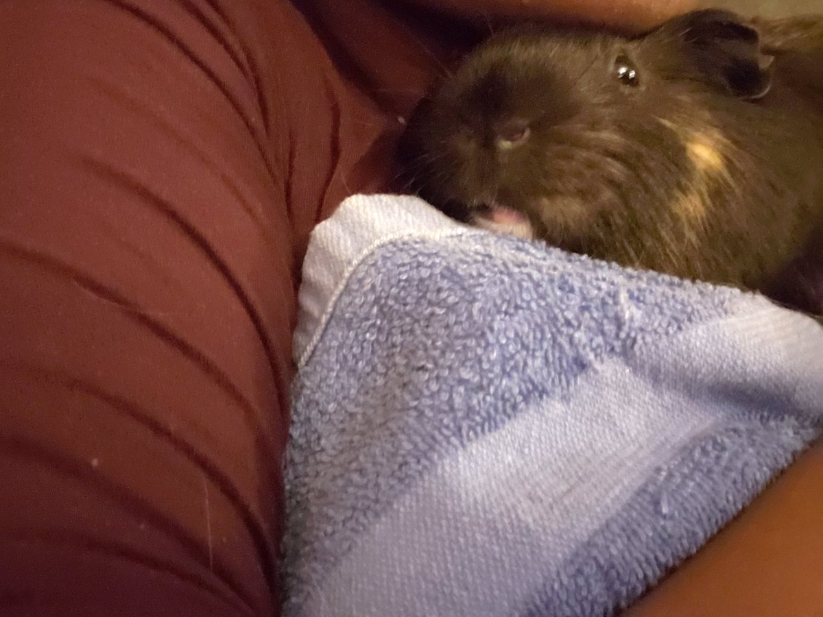 ObiePig's tweet photo. If I fits. I  sits. Even if it means shoving mummy's inconvenient chinny-chin-chin out the way #guineapig #LittleBear #bearpig #snugglybear #SquishPeeg #squishy https://t.co/PxjQMchYT1