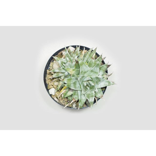 luxplants's tweet photo. 引っ越しでかなり出遅れましたが、今年初の入荷です。
明日19日(日) 12時に新しい植物を入荷します。
トリコームが縞状にのる珍種ゼブラが入ります。 https://t.co/sqEaV4lcTo