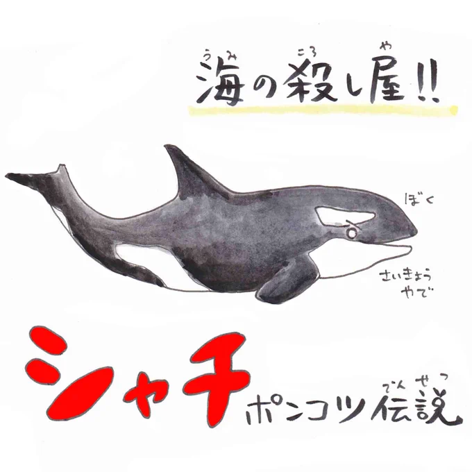 北海道沖で白いシャチが見つかったねー!
#うおにい #シャチ
https://t.co/P11tRTz5nE 