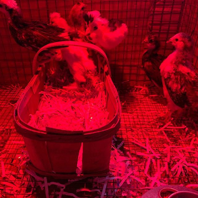 mattmcintyre123's tweet photo. Next year’s egg layers!
#farmlife #spring #chickens https://t.co/NExZAhFqjR https://t.co/iVNQxZYq6z