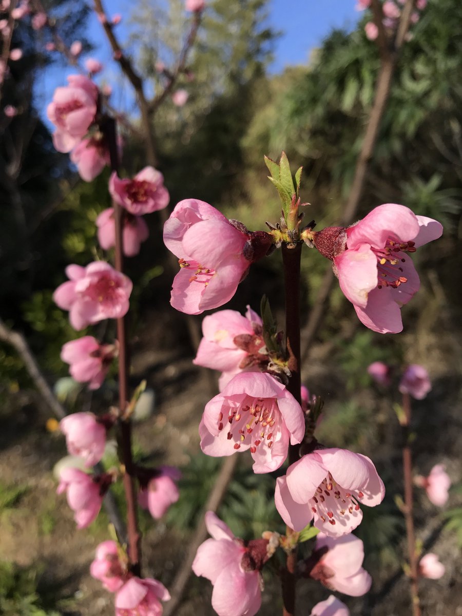 mendoherb's tweet photo. Peach tree in it's third spring
Flower to Fruit, in just over a month
Thanks to the #pollinators
#biodynamic garden https://t.co/hZ9nDPcsIL