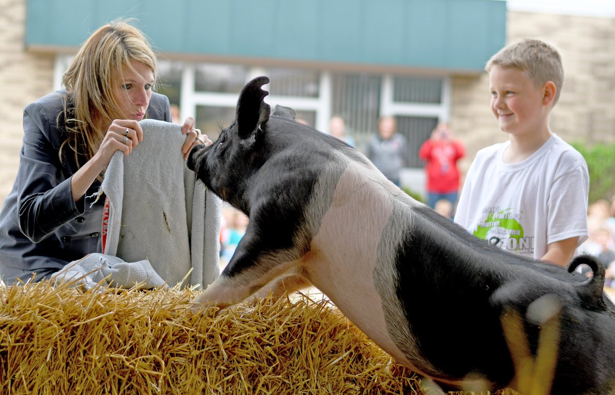 SchDistofMilton's tweet photo. For some late Friday smiles, check out these photos of @milton_east_way Principal @99Cramer kissing a pig! https://t.co/tA2Z3pbj9D