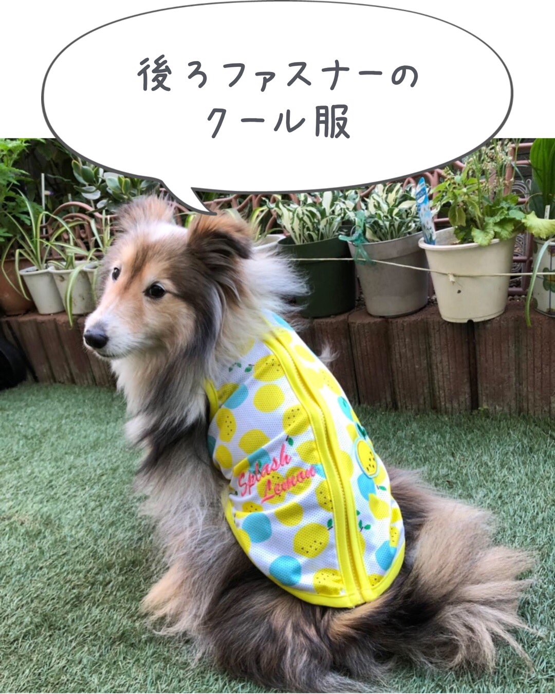 Karinkarin 脱ぎ着しやすいクール服始めました 後ろファスナー クール服 ビタミンカラー シェルティ シェルティかりん わんハピネス T Co Vlxetcvzuh Twitter
