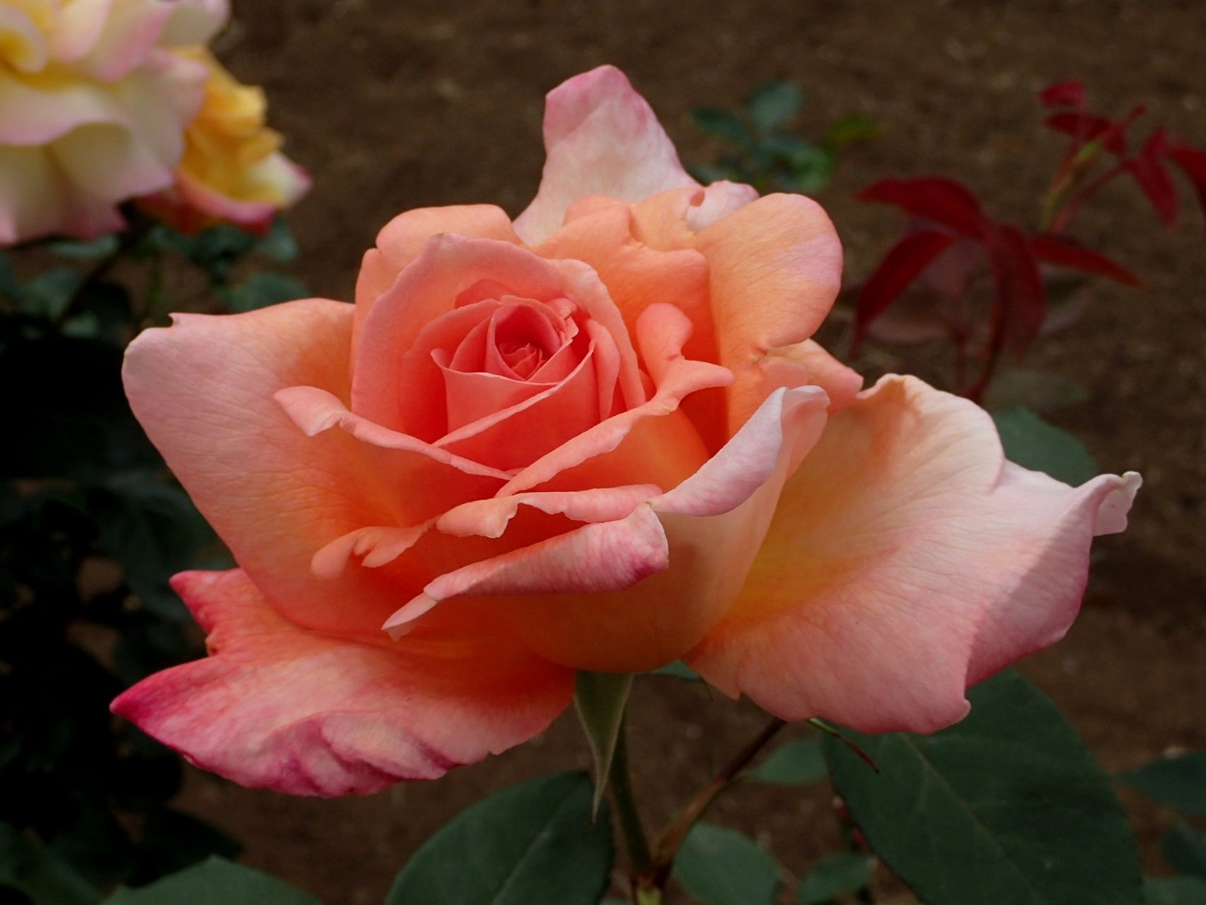 神代植物公園 ニュース ヘレン トローベルは サーモンピンク色の花が気品を醸す美しいバラ 1951年作出の比較的古い品種で他ではあまり見られません アメリカのオペラ歌手ヘレン トローベルに因んで命名 戦後1952年に本人が来日した際 日米友好のため