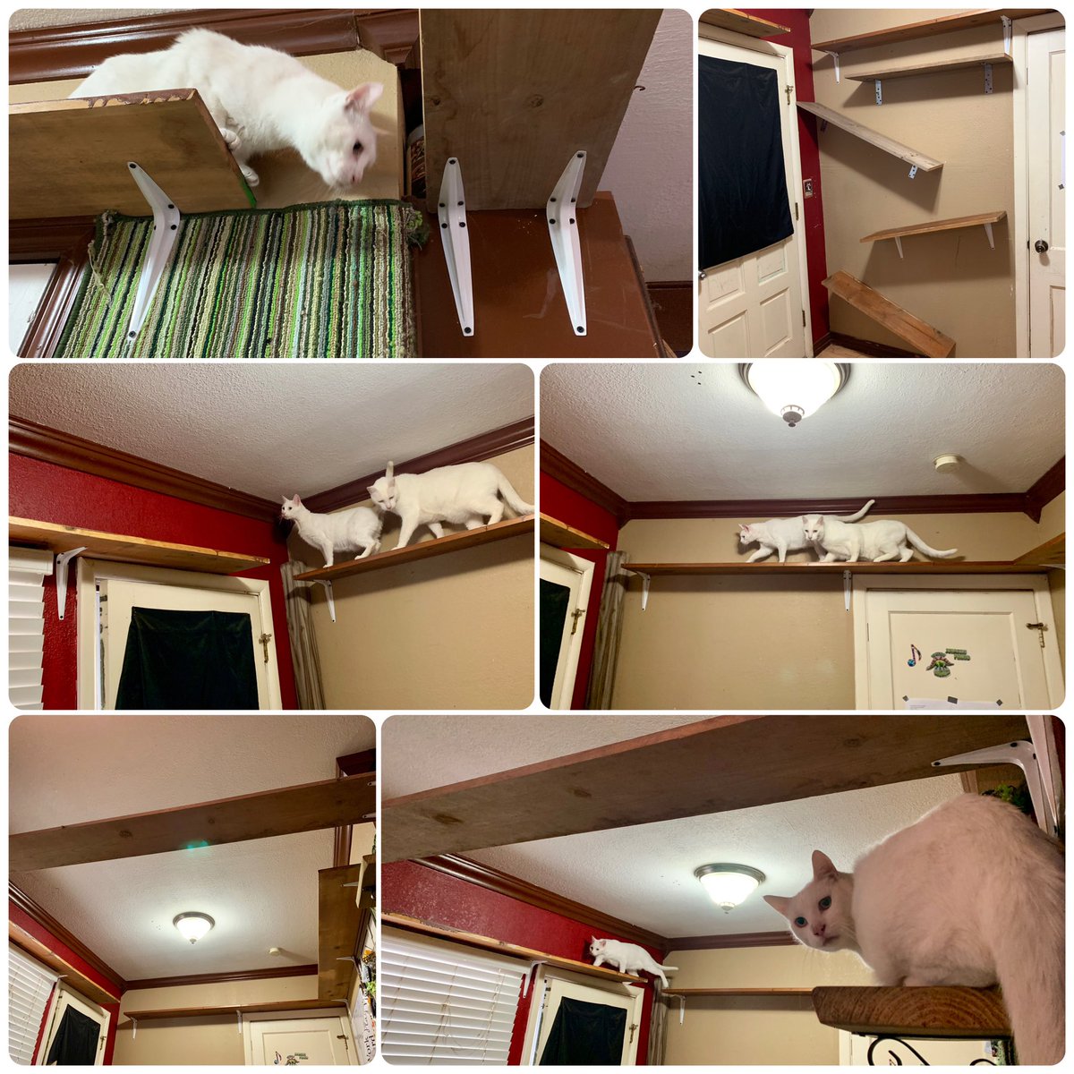 Blind_Parker's tweet photo. Cat wall! #parkertheblindkitty #Caturday #Cat #Kitty #KittyCave #MeowMeow #purrfect #happycat https://t.co/j4QxzFi9jm