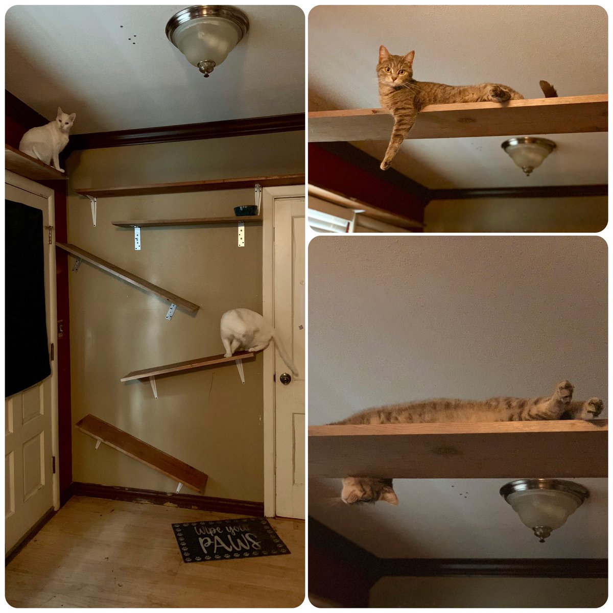 Blind_Parker's tweet photo. Cat wall! #parkertheblindkitty #Caturday #Cat #Kitty #KittyCave #MeowMeow #purrfect #happycat https://t.co/j4QxzFi9jm