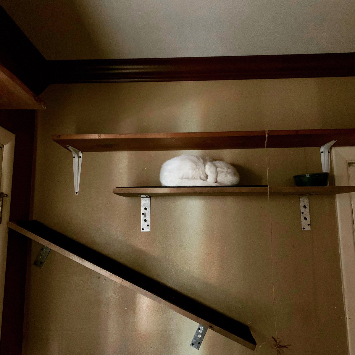 Blind_Parker's tweet photo. Cat wall! #parkertheblindkitty #Caturday #Cat #Kitty #KittyCave #MeowMeow #purrfect #happycat https://t.co/j4QxzFi9jm