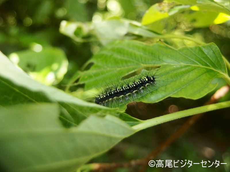 高尾ビジターセンター 公式 山内は様々な毛虫が見られ 一番目に付くのが キアシドクガの幼虫 です 今年は近年で一番大発生している印象です 彼らの好きな ミズキ の葉はレース状になり 葉を食べつくした幼虫は 新たな葉を求めて歩き回っています