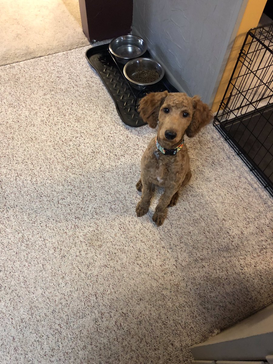 RealCapDog's tweet photo. I was waiting on food.... and then I got fed.... and now I’m not even sure what I’m waiting on anymore. https://t.co/78dJFJwBBh