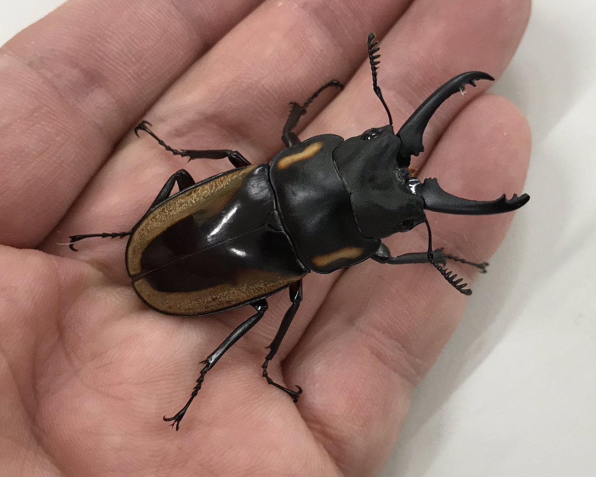 むし社 新着生体 大人気 エラフスホソアカクワガタが再入荷しました 70ミリ ミリ 3ペアの入荷です 他には スペクタビリスノコギリクワガタの野外品が久しぶりに入荷しています 小型種ですが 気品のある種類ですね むし社 新着生体 大人気 エラフスホソアカクワガタが再入荷しました 70ミリ ミリ 3ペアの入荷です 他には スペクタビリスノコギリクワガタの野外品が久しぶりに入荷しています 小型種ですが 気品のある種類ですね