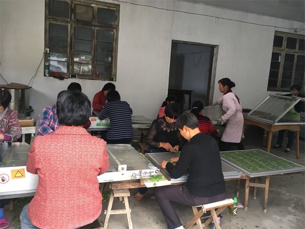 wufengtea's tweet photo. 2019 Premium Tai Ping Hou Kui, from Hou Keng (Monkey Cave).
All hand crafted. Each worker produce around 0.5KG per day.
Orchid like flowery flavor, with very sweet and lingering fragrant aftertaste! https://t.co/AV5PgwiPlS
