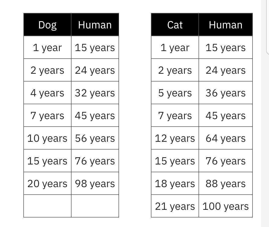 Umur kucing dengan manusia