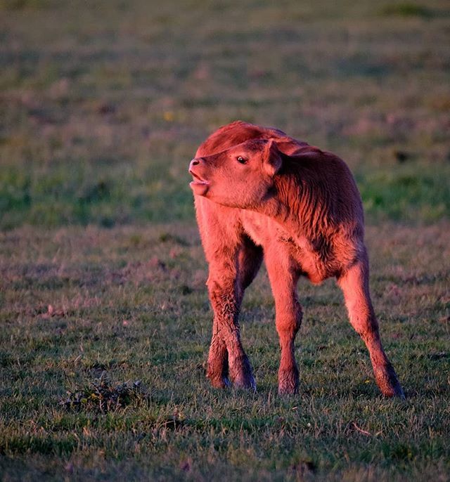 HumanotExplorer's tweet photo. Moo cow. #fujixt2 #fujifilm #cattle #cow #calf #portstanley #cowsofinstagram https://t.co/661LeNTS5O https://t.co/Ijpt3jONWD