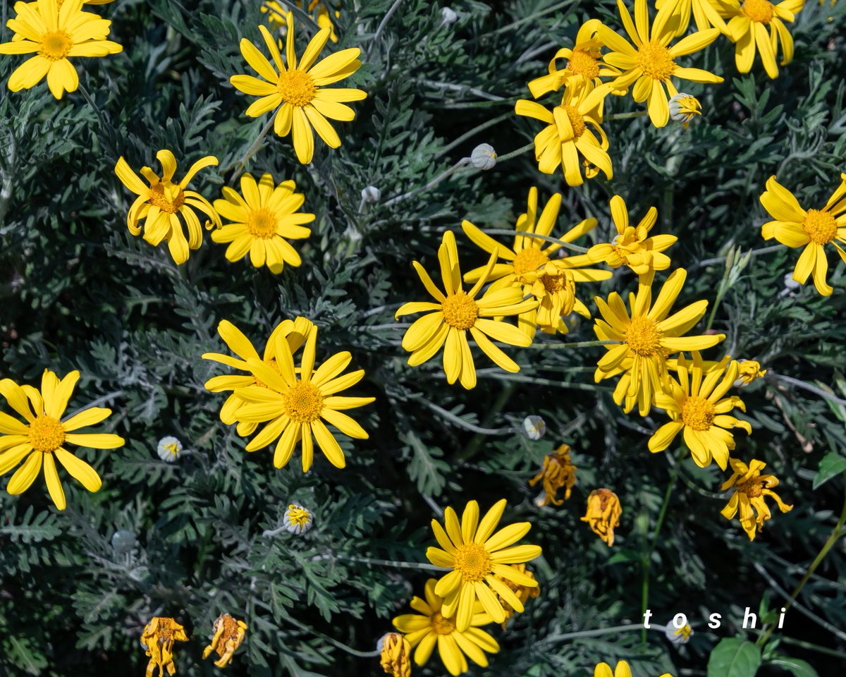 Toshio 科名 キク科 分類 常緑多年草 常緑低木とされることもある 原産地 南アフリカ 好みもあると思いますが黄色の花びらがとても綺麗ですﾈ ユリオプスデイジー T Co Uxttraucjf Twitter