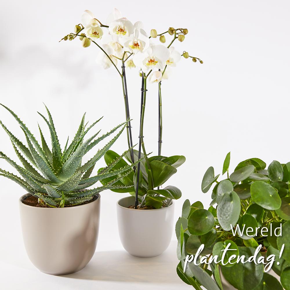 Liefde voor alle planten! Welke plant is jouw favoriet?🌵