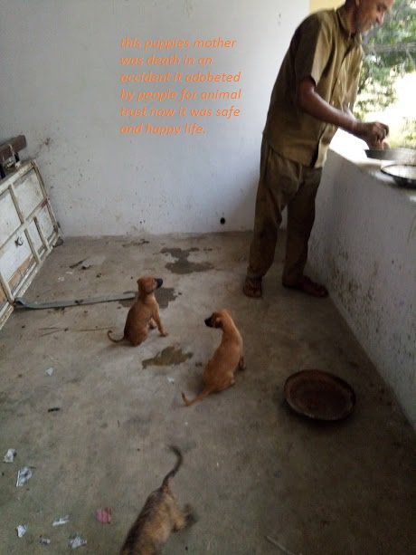 animals4vnr's tweet photo. DODS ADOPTED https://t.co/xriSRmdFDh
