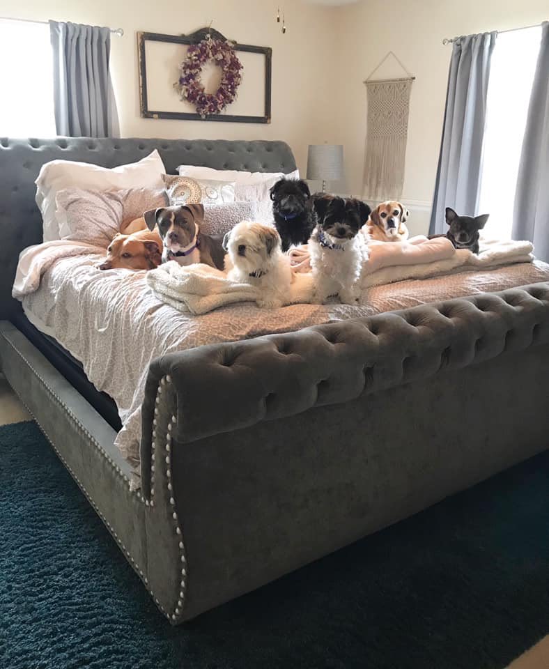CLEDOGmag's tweet photo. It's Sibling Saturday with: Leona, Harriet, Tito, Mitchell, Otis, Hamilton & Gizmo. 🐶🐶🐶🐶🐶🐶🐶
#SiblingSaturday #Pittie #Pibble #ShihTzu #BrusselsGriffon #Puggle #BostonTerrier #RescueDogs #7Pack #CLEDog #BestFurryFriends #DogsOnBed https://t.co/dkHLZaSQEe