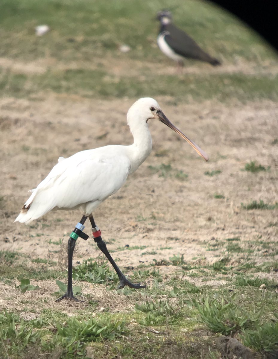 aRN/PNfG, vorig jaar voorzien van een setje kleurringen in het Zeeuwse. Verblijft al een paar maanden tussen #zierikzee en #prunjepolder met tussendoor een uitstapje naar de Doelpolder in België. Wat een prachtbeest! #lepelaar #spoonbill #ringreading