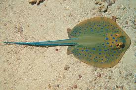 77_deena's tweet photo. Flat Shark Fishes
#Aquacultureconferences #Fisheriesconferences #Aquacultureexperts #Aquaponics #Flatsharkfishes #Fishes #Fishfarming #Fishtechnology #Fisheries #Fishpathology #Oceanography #Aquaticanimals #Aquaticorganisms https://t.co/RF2GaFZLfP