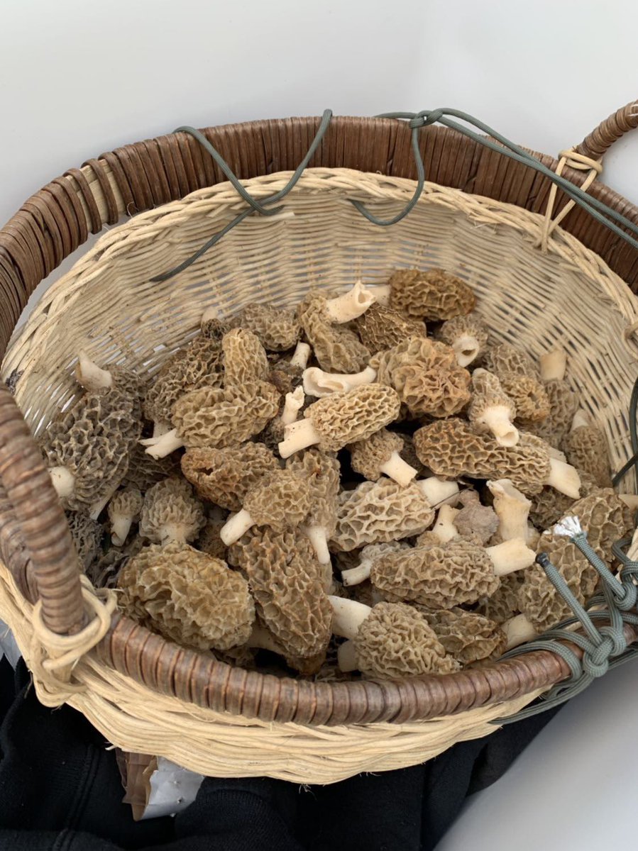 Picked some morels the other day. #Wisconsin #mushroompicking #morels #mushrooms