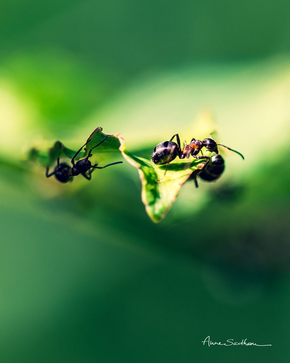 omofotograficus's tweet photo. #projet365 : un jour, une photo - jour 8
Fourmis sur la feuille
https://t.co/HcgHntioXV
#annesarthou #annesarthouphotographie #photographies #photography #portfolio #photographe #photographer #macro #macrophotography #macrophotographie #insectes #insects #fourmis #ants #nature https://t.co/5oygIVxxb9