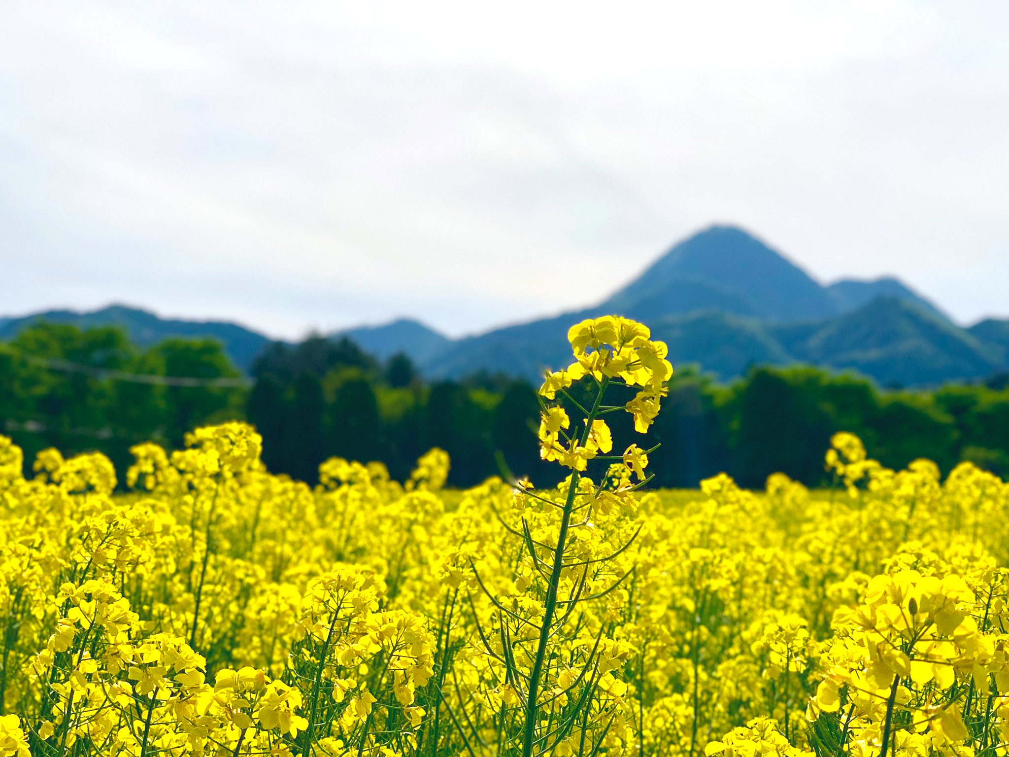 ゆかり 矢巾町 煙山ひまわりパークの菜の花畑 イマソラ 空のある風景 Iphon越しの世界 おいでよ岩手 煙山 ひまわりパーク 菜の花畑 キリトリセカイ T Co 7oazsdtkpl Twitter