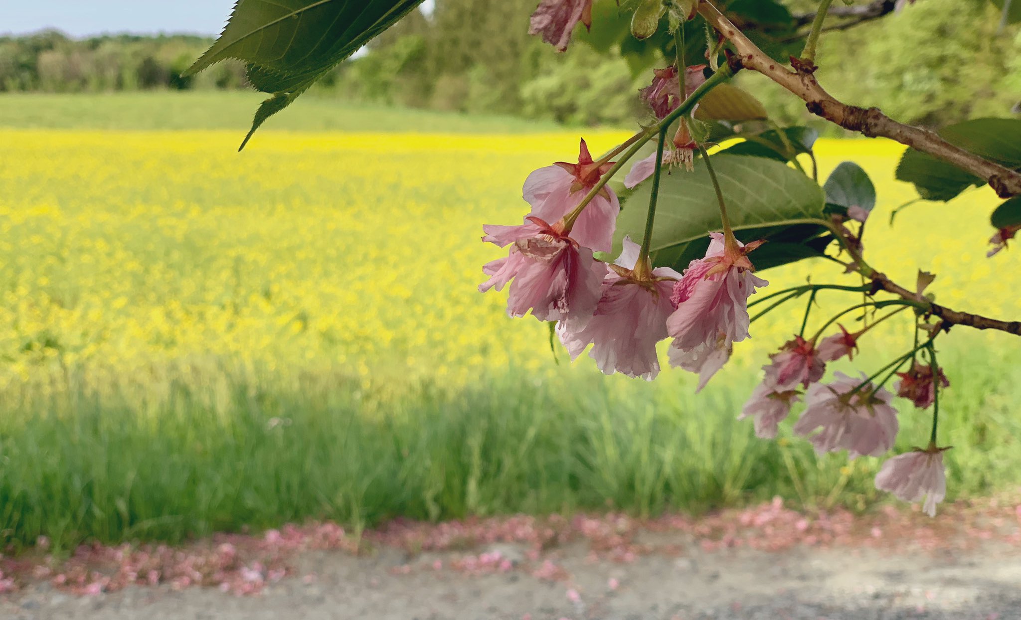 ゆかり 矢巾町 煙山ひまわりパークの菜の花畑 イマソラ 空のある風景 Iphon越しの世界 おいでよ岩手 煙山 ひまわりパーク 菜の花畑 キリトリセカイ T Co 7oazsdtkpl Twitter