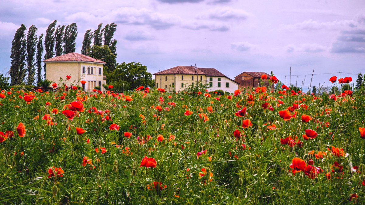 avventube's tweet photo. Voglia di #primavera ... #papaveri #papaverirossi #campodifiori https://t.co/8szcuqJkAe