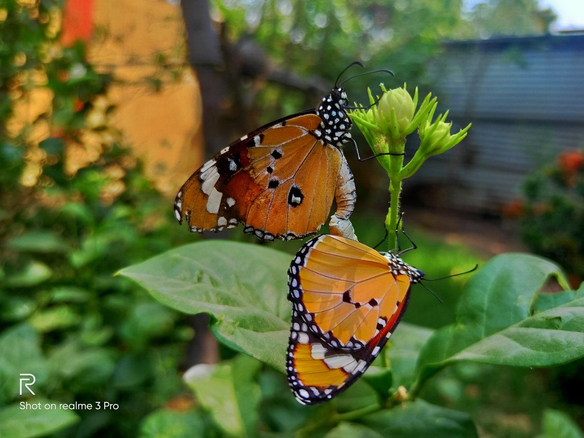 AkashRathore14's tweet photo. #greatcamera @realmemobiles @realmecareIN #realme3Pro https://t.co/aOdAQGBBGG