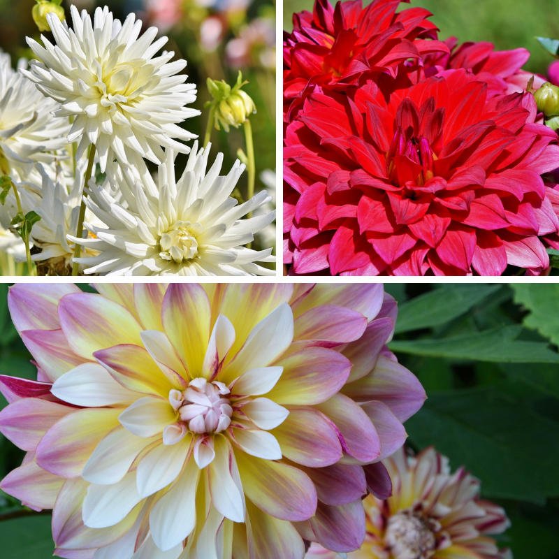 Jeffrey & Julia - World Love Flowers tweet media