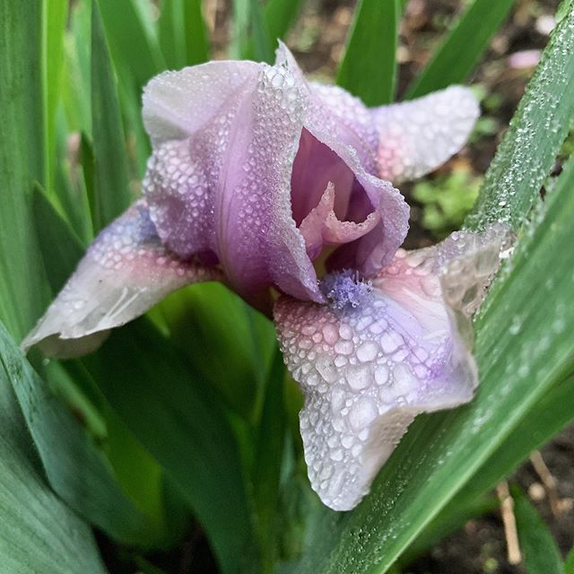 williumbillium's tweet photo. Unidentified standard dwarf bearded Iris from Presby Memorial Iris Gardens https://t.co/duur07779j https://t.co/mJstfAHSPV
