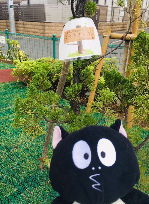 水木先生が育ててた植木もしっかり植樹されていました!ウレチイな✨?✨

タヌキ「タチケテー!オレ食っても美味しくないよ!」
↑こんな遊び方も出来るよ?ゴメンなタヌキ!

このひろばに河童の三平池が出来るのタノチミだな〜〜?‼️ワクワク 