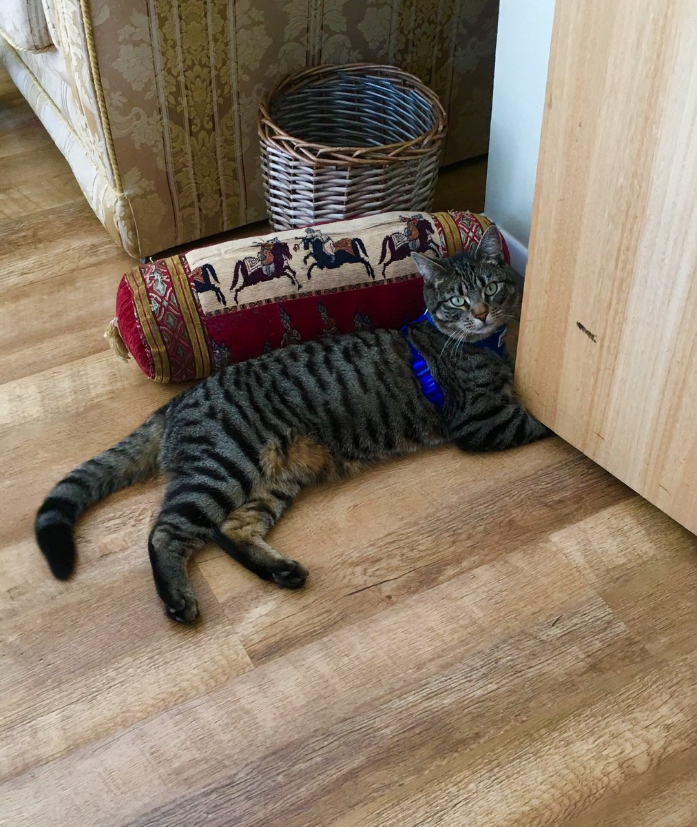 FamilyLawClinic's tweet photo. And for #Pablo โs breakfast today itโs beef in jelly with fish oil Omega3 (spot the capsule!) and his daily #aloe #drinkinggel He loves his shiny coat & bright eyes and looks forward to a healthy, arthritis-free old age ๐ป๐น๐ฆ https://t.co/k22iQuwq6u https://t.co/IDX3K0hglJ