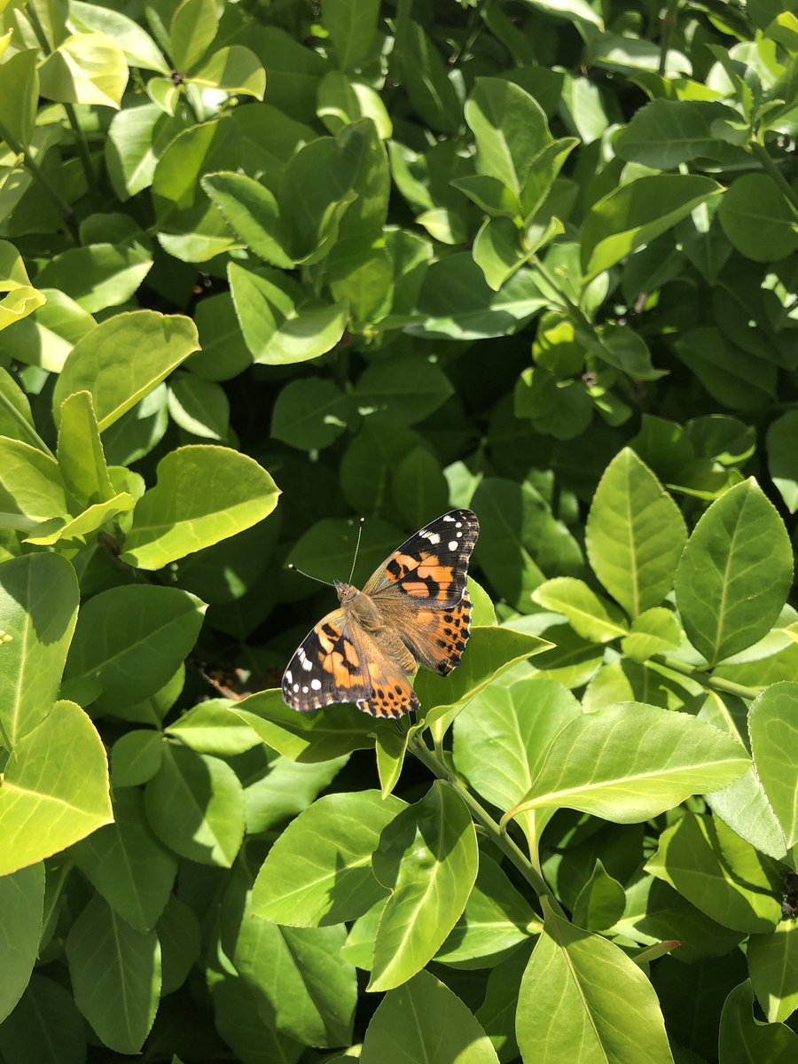 teachercutter's tweet photo. Butterfly release day! #paintedladies #RCSDChampions @rcsdfiddyment https://t.co/4tfn7mR4xI