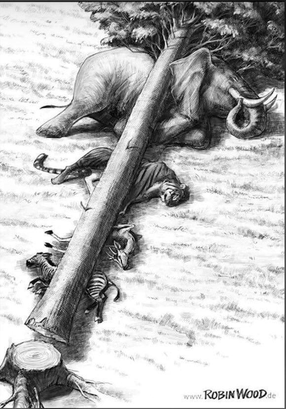 RashidahAbdul's tweet photo. Indiscriminate cutting down of trees is not only a threat to human lives but also endangers animal existence. We all one way or the other depends on the presence of trees.Air pollution can be reduced by planting more trees.   #treesgivelife #notodeforestation   #animallivesmatter https://t.co/mgIQQaSN9K
