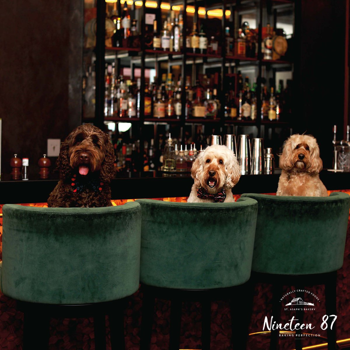 nineteen87pets's tweet photo. Remember when we hosted a dog party in a London bar?! We always love to meet all our doggy friends! 🎉 #nineteen87 #dogparty #london https://t.co/TFRjZwYHGV