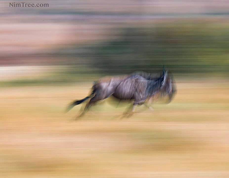 nimtreeWildlife's tweet photo. Join #MigrationTour in 2020 see details on https://t.co/rux33dgAKM
#wildtierfotografie #photosafari #wildlifephotography #wildlife #picoftheday #wildlifetour #bigcat #africanwildlife #masaimara #migration #wildebeest #wildebeestmigration #annualmigration #greatmigration https://t.co/mERJEwCHOn