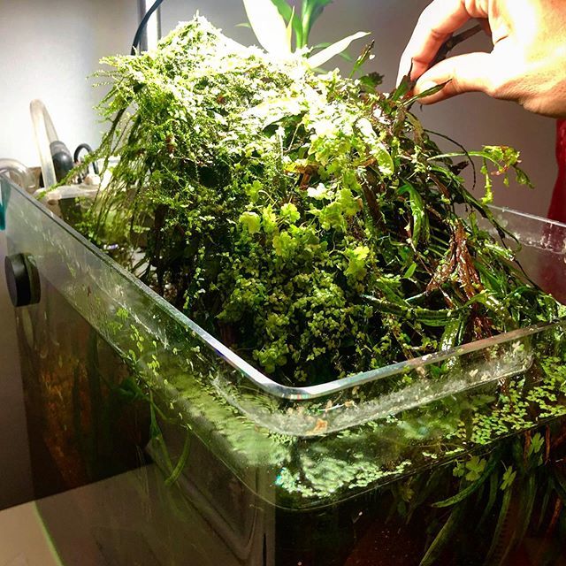dperezgancedo's tweet photo. Desmontando 😀#microsorumpteropus #plantedtank #aquaticplants #wabikusa #aquarium #emersedplants #moss #hydrocotyle #emersed #rotala https://t.co/gG4uaXGHBN https://t.co/zRRkXaHdUx