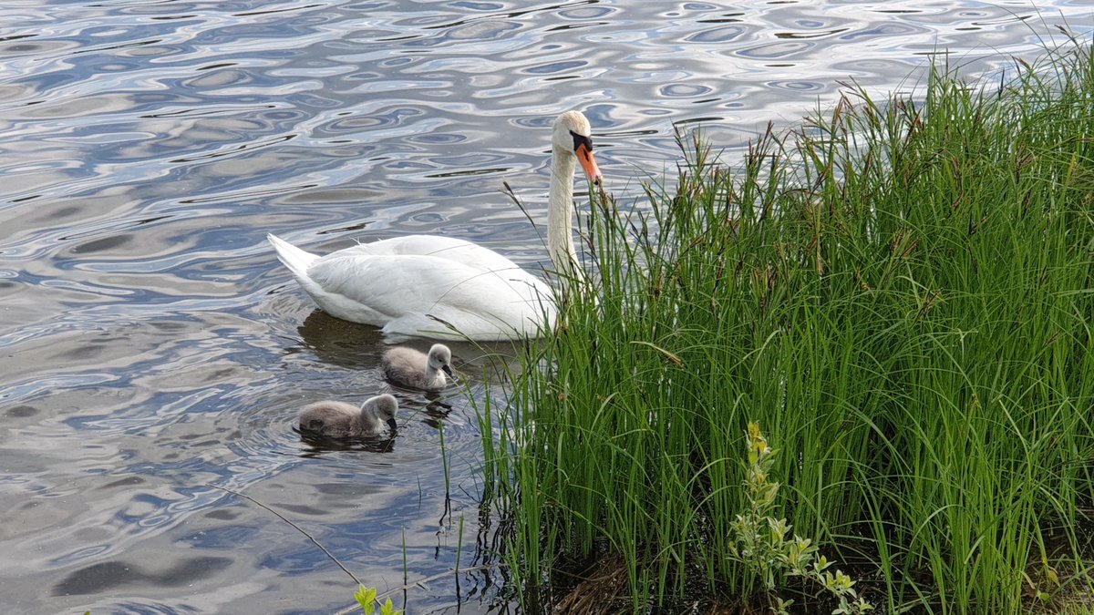 Poerlitzer03's tweet photo. Ein schönes #Wochenende steht bevor. Zeit um mit #wandern, einen #Spaziergang oder einen #Ausflug den #Frühling zu genießen. Hier ein Tipp: #Naturschutzgebiet #Ilmenauer #Teiche, ideal für #Familien und wer sich im #Biergarten sonnen will. #Reiseberichte https://t.co/cLXMYZA3kE https://t.co/oy8pQoRE8y