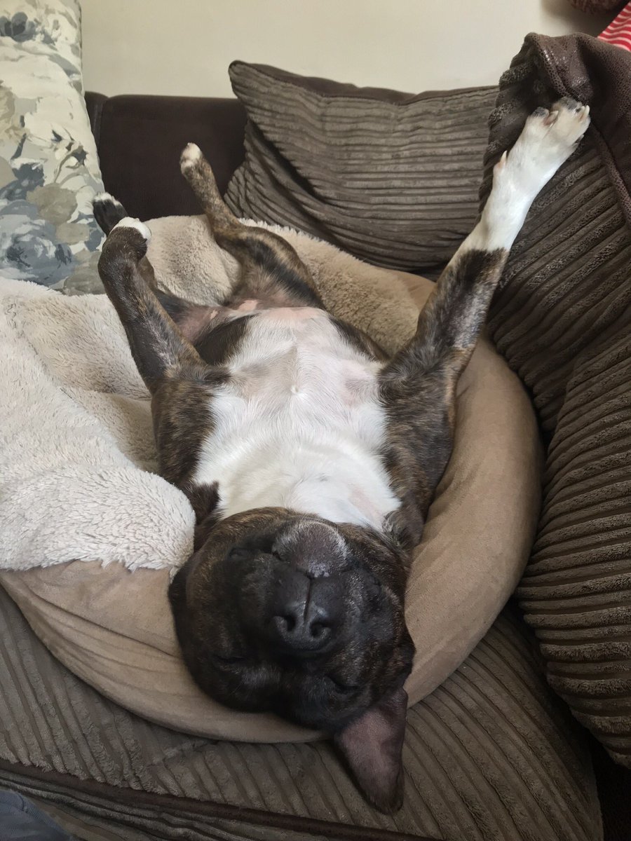 Tummies out paws up it’s #StaffieSaturday ! We hope you all enjoy it as much as Ellie does #SaturdayMorning #SaturdayVibes #sheffieldissuper #DogsofTwitter #AdoptDontShop #shoplocal #doglovers #dogs #woof