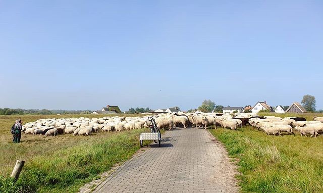 Die Schafe sind wieder im Süden der Insel unterwegs 🐑 .
.
#hiddensee #schaf #sheep #sheep365 #dailysheep #igsheep #sheepstagram #morning #morgen #sheepofinstagram #instasheep #sheeplife #sheeplove #flauschig #deich #deichschaf #deichschafe #mecklenbu… bit.ly/2EhegQ1