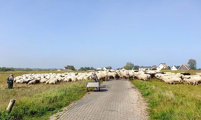 hiddenseeforum's tweet photo. Die Schafe sind wieder im Süden der Insel unterwegs 🐑 .
.
#hiddensee #schaf #sheep #sheep365 #dailysheep #igsheep #sheepstagram #morning #morgen #sheepofinstagram #instasheep #sheeplife #sheeplove #flauschig #deich #deichschaf #deichschafe #mecklenbu… https://t.co/5gkeuU2PjO https://t.co/LuIPEZEaio