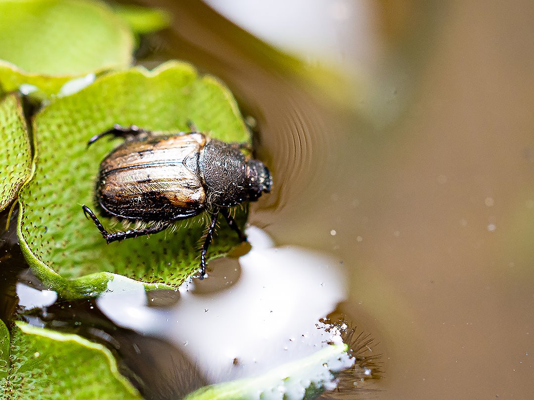 カタモンコガネ Twitter Search Twitter