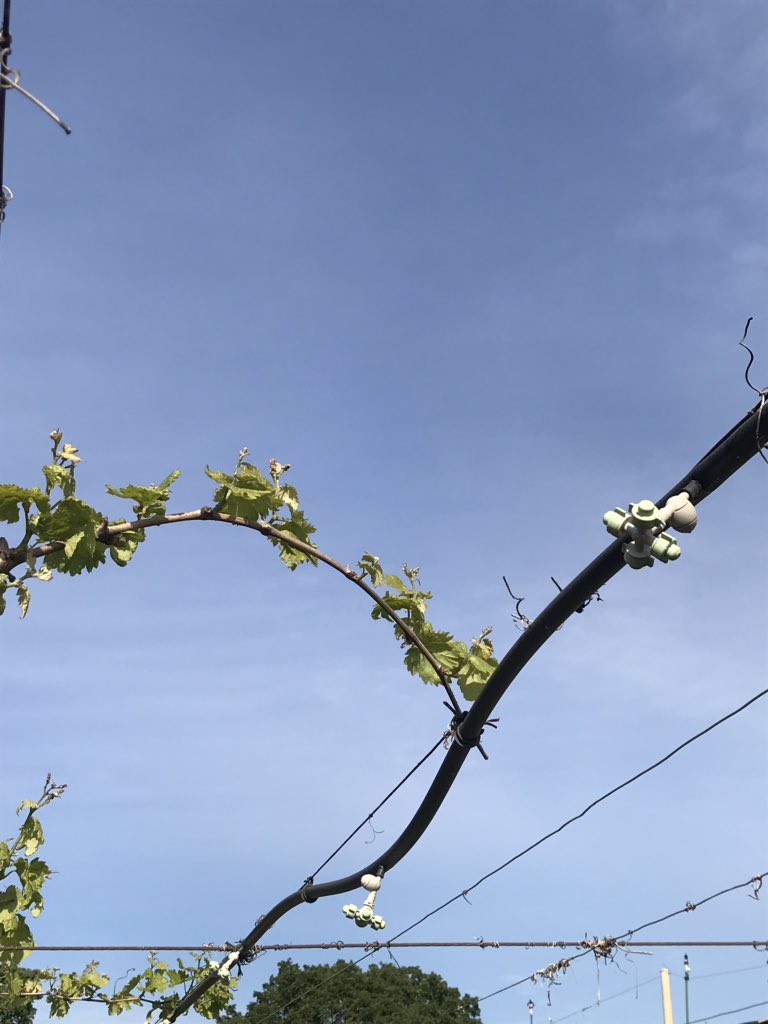 Soave vines and the experimental project • I T A C A • by regione Veneto... can u imagine to make treatments to the vineyard by remote??? 😱 <a href="/SoaveWine/">Soave Wine</a> #soavestories