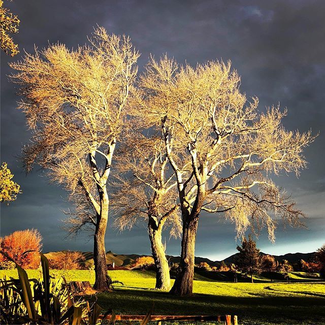 The Darling Wines tweet media