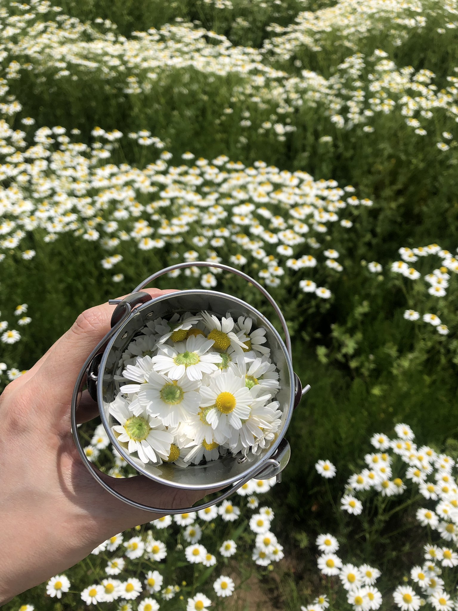 きゅー 小川町のカモミール ジャムみたいな甘い香りでかわいい T Co Lnwgdkda04 Twitter