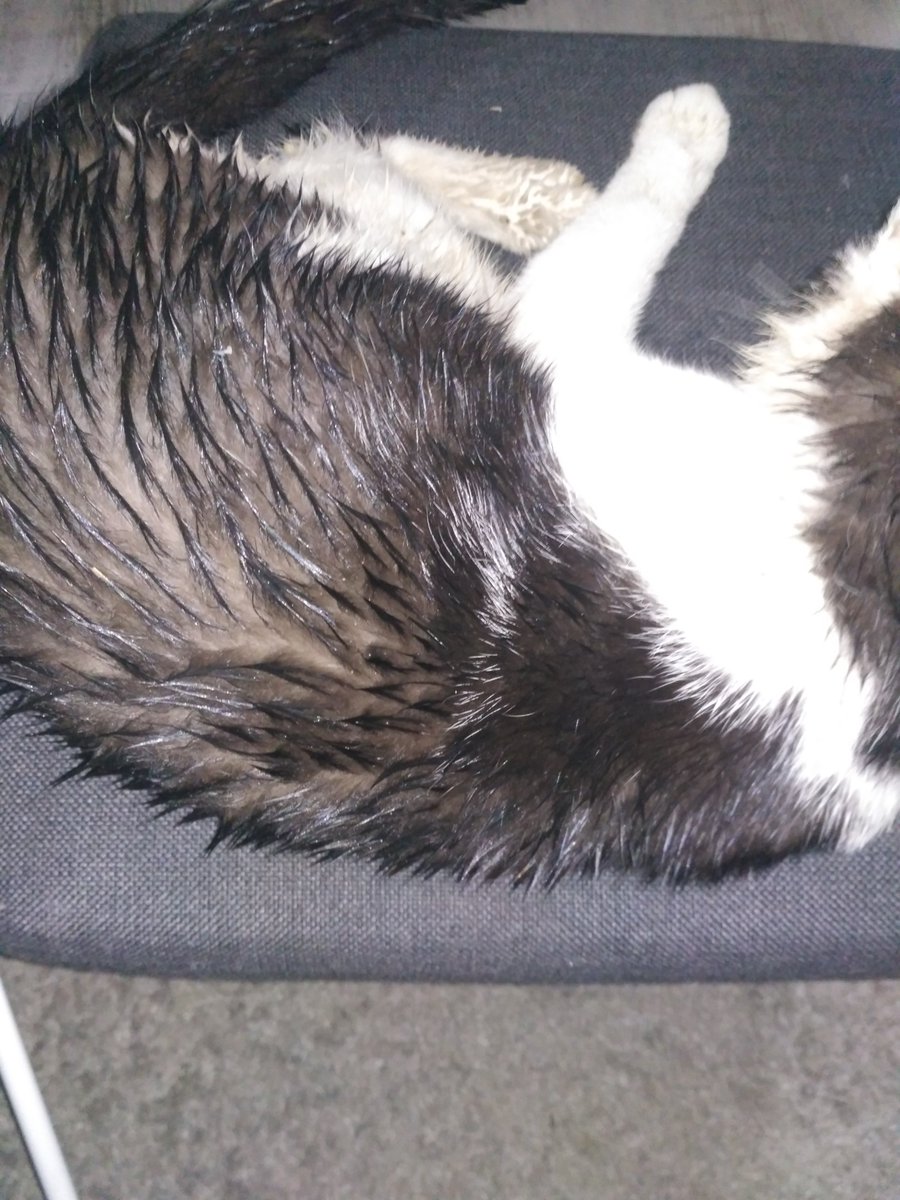 MarcinMalenka's tweet image. Jemu cała noc na deszczu nie przeszkadza 💪💪💪
#kot   #zwierzaki   #domowe